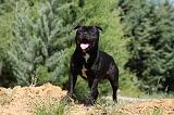 STAFFIE 392